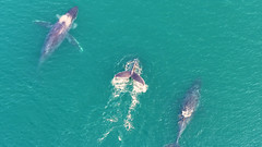 Whales Cruising in the Sound near Petersburg