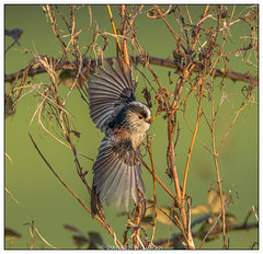 Long tailed Tit