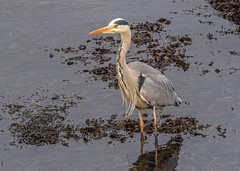 Winter Visitor