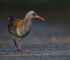 Walter the Water rail