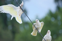 Little Corellas