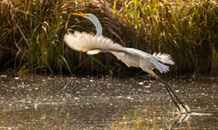 Silberreiher - Great Egret (Ardea alba)  0P8A8400 Hamburger Hafen (On Explore January 09, 2025 #82)    04MB7364.1