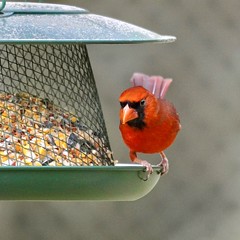 Northern Cardinal