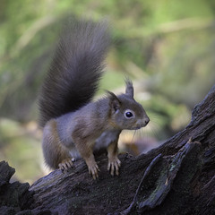 Red Squirrel