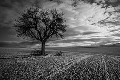 Tree and snow IV