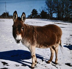 A little donkey named Raspberry