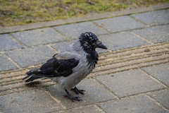 Close-up of bird perching on footpath 14:25:11 _DSC1321