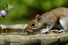 Squirrel on a birdbath  -  (Published by GETTY IMAGES)  &  (Published in an online article in FRANCE BLEU on 19th December 2024)