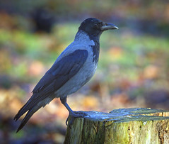 Hooded crow