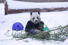 Three-Tear-Old Giant Panda Bao Li -- The National Zoo NW Washington (DC) January 2025