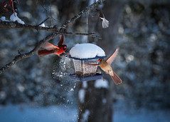 Cardinals Playing in the snow