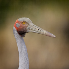 ♀ brolga portrait