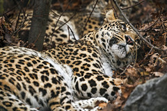 Sadegh on the dead leaves