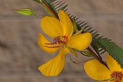 Partridge Pea - Chamaecrista fasciculata, Arthur Marshall Loxahatchee National Wildlife Refuge, Boynton Beach, Florida, February 7, 2022