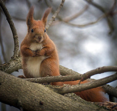 Red squirrel