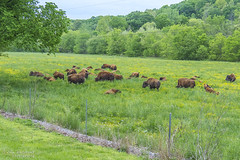 American Bison - South Bison Range - Land Between the Lakes National Recreation Area