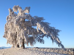 Frost Tree