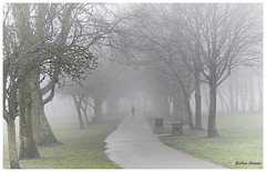 WALK THE DOG - COURT HEY PARK FOG - JAN 2025 - (In Explore!)