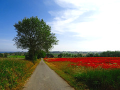 Summer on the island Ærø