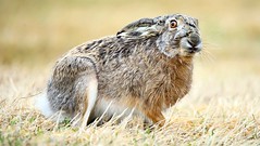 A Hare in the field