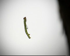 20230909_02 Hanging green caterpillar | The trail Hallandsleden (section: Veddige to Stättared), Halland, Sweden