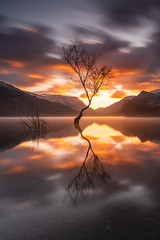 Lone Tree, Llyn Padarn