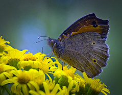 Meadow brown