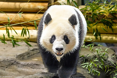 Three-Tear-Old Giant Panda Qing Bao -- The National Zoo NW Washington (DC) October 2024