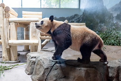 Three-Tear-Old Giant Panda Bao Li -- The National Zoo NW Washington (DC) October 2024