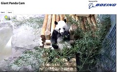 Giant Panda Cam Sponsored by Boeing -- National Zoo (DC) January 24, 2025