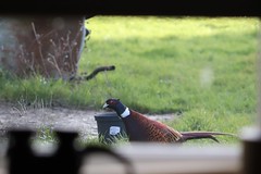 The Beautiful Ring-necked Pheasant