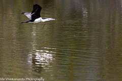 On a sunny summer morning at the wetland, adult Australian Pied Cormorant carries a large twig for its nest wetland. It effortlessly skims the water surface