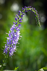 Garden speedwell