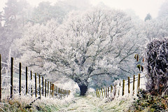 Frosty oak tree