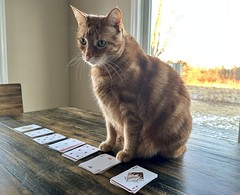 Solitaire Stare