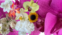 A Colourful & Positive Message From Orchids & Friends