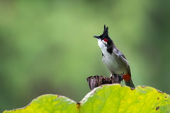 Red-whiskered bulbul