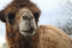 Josephine    my  sweet  camel