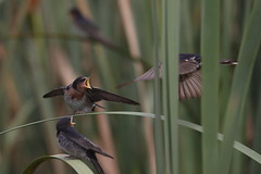 Welcome Swallows