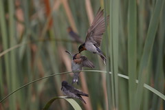 Welcome Swallows