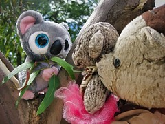 Paddington and Scout Wish Katy Koala a Happy Australia Day