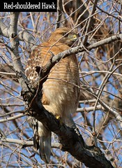 AB074 Bird ID