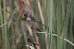 Welcome Swallows