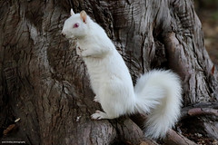 Albino grey squirrel