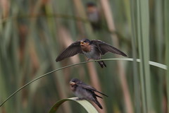 Welcome Swallows