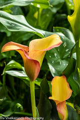 On a sunny winter morning, pretty Calla Lilies in bloom in garden. The inflorescences are large and often colourful