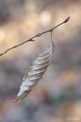 Yvré l'Evêque : Arche de la Nature