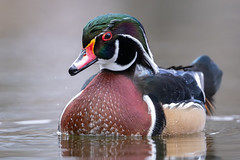 Wood duck