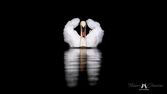 Mute swan - Cygne tuberculé (Cygnus olor)_9231s_Thierry Chevrier⭐