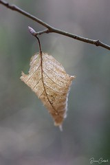 Yvré l'Evêque : Arche de la Nature